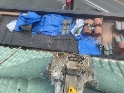 15.鳥の巣掃除